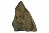 Triceratops Shed Tooth - Montana #98334-1